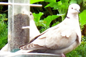 Collared Dove