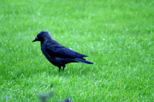 Crow