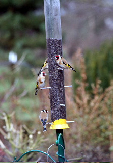 Goldfinch