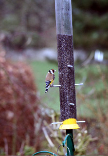 Goldfinch