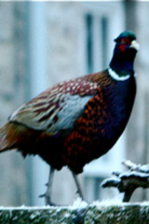 Pheasant