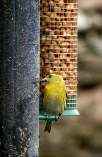 Siskin
