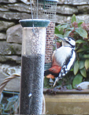Woodpecker