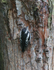 Woodpecker