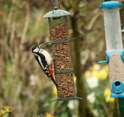 Woodpecker
