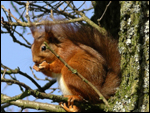 Red Squirrels in Ravenstonedale