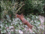 Red Squirrels in Ravenstonedale