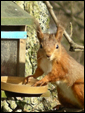Red Squirrels in Ravenstonedale