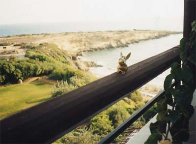 Brasshopper in Cyprus 2000