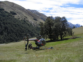 Brasshopper in New Zealand 2004