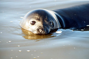 Seal in Antarctic