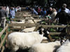 ravenstonedale show 2005