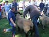 ravenstonedale show 2005