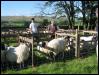 Ravenstonedale show 2008