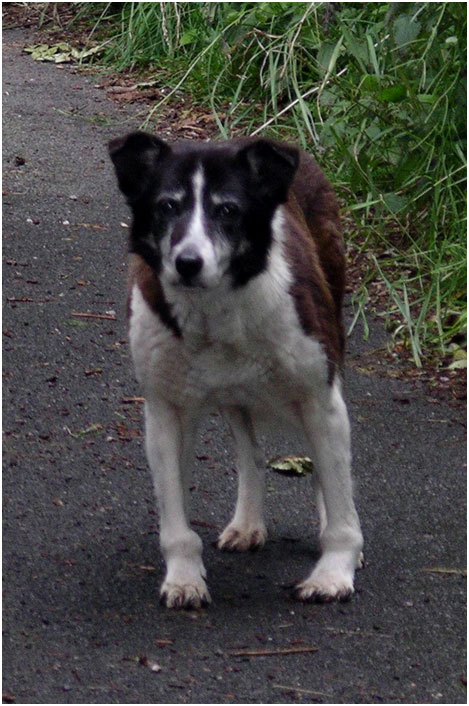 “Jess” the old sheepdog
